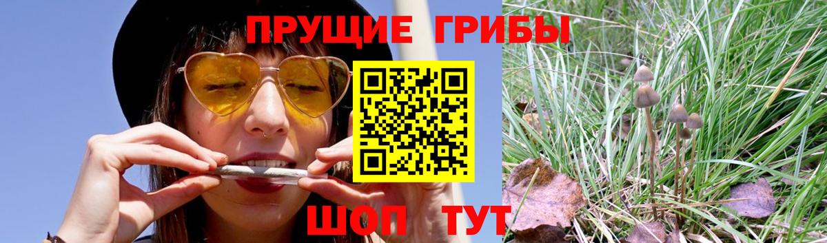 Галлюциногенные грибы GOLDEN TEACHER Шатура